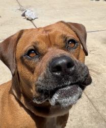 Shelter Stray Male Dog last seen Near Welch Road, San Diego, CA, 92134, 5500 Gaines St, San Diego, CA 92110, USA