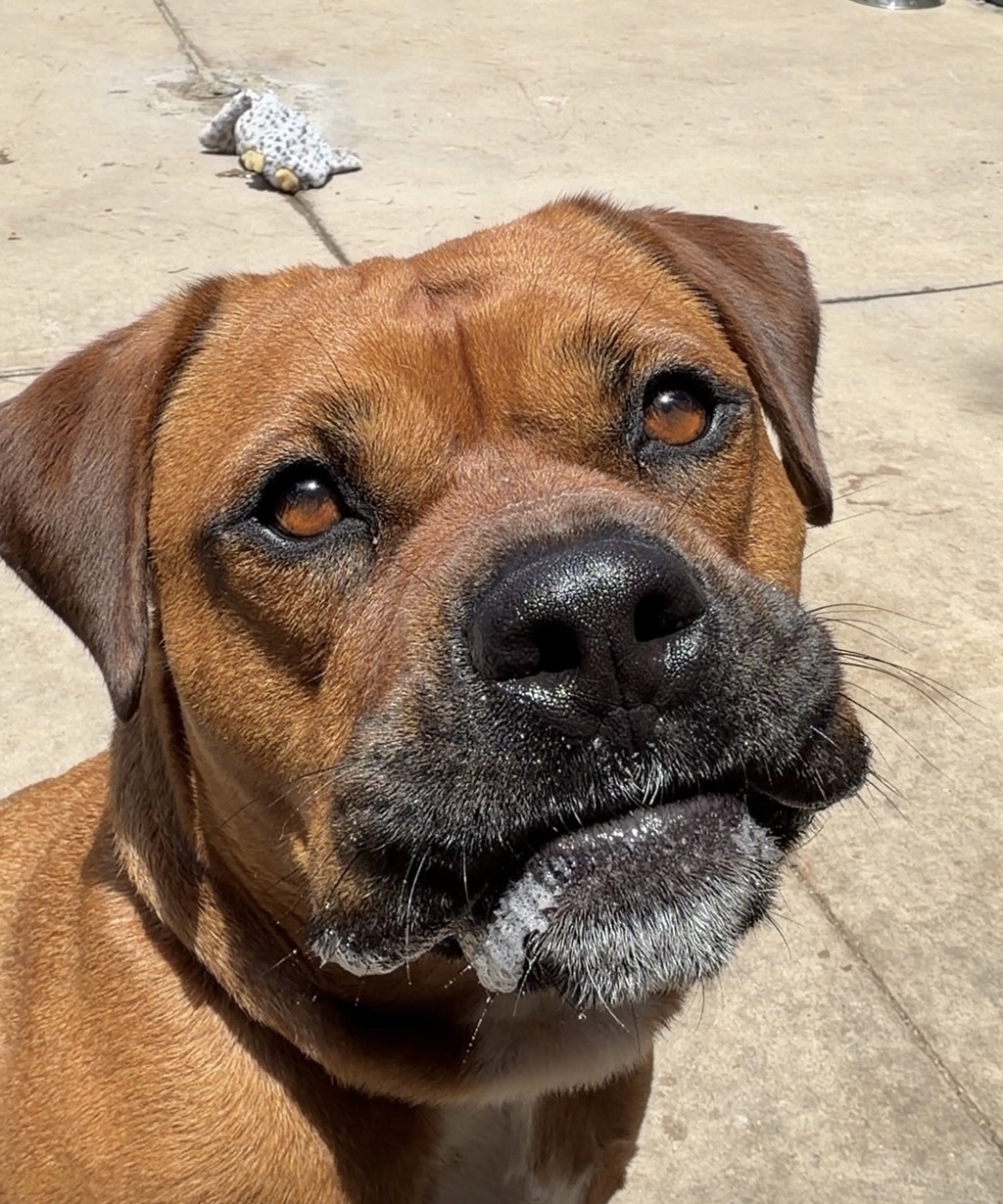 Shelter Stray Male Dog last seen Near Welch Road, San Diego, CA, 92134, 5500 Gaines St, San Diego, CA 92110, USA