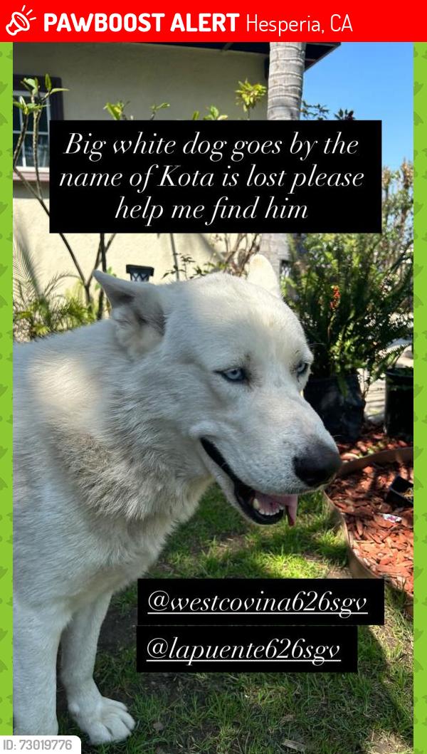 Lost Male Dog last seen mojave Ave and maple st., Hesperia, CA 92340
