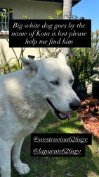 Lost Male Dog last seen mojave Ave and maple st., Hesperia, CA 92340