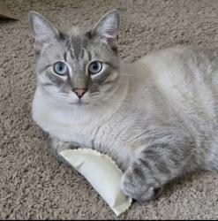 Lost Male Cat last seen Parallel & Earlton, Pittsburgh, PA 15210