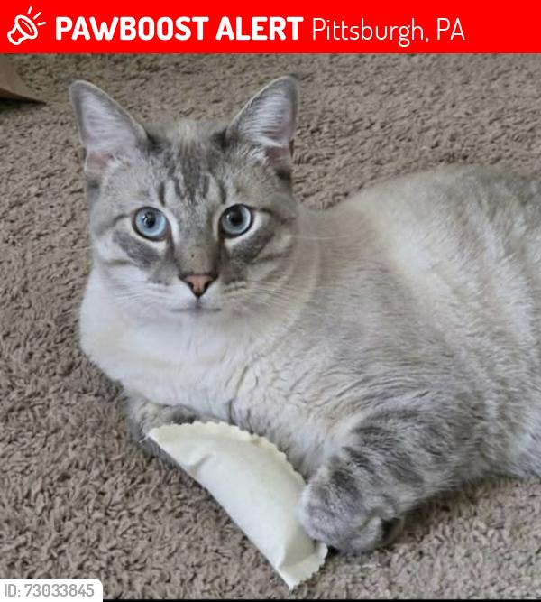 Lost Male Cat last seen Parallel & Earlton, Pittsburgh, PA 15210