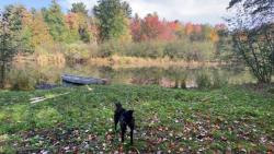 Reunited Male Dog last seen Ottawa park/ UT campus, Toledo, OH 43606