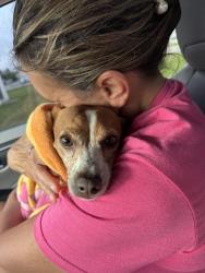 Reunited Female Dog last seen Michigan Ave & 3rd Ave , Lynn Haven, FL 32444