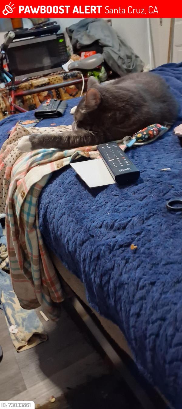 Lost Male Cat last seen By Surf City Inn in Santa Cruz, CA, Santa Cruz, CA 95060
