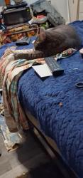 Lost Male Cat last seen By Surf City Inn in Santa Cruz, CA, Santa Cruz, CA 95060