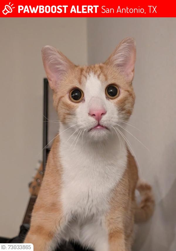 Lost Male Cat last seen Luckey Ranch Community Park, San Antonio, TX 78252