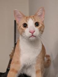 Lost Male Cat last seen Luckey Ranch Community Park, San Antonio, TX 78252