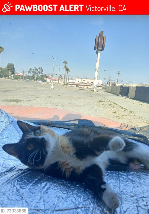 Lost Female Cat last seen Near hunny hill street, Victorville ca, Victorville, CA 92394