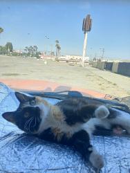 Lost Female Cat last seen Near hunny hill street, Victorville ca, Victorville, CA 92394