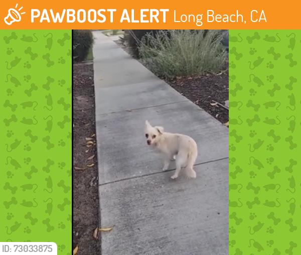 Found/Stray Unknown Dog last seen Willow and Studebaker Ave, Long Beach, CA 90815