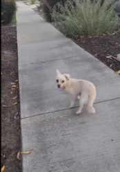 Found/Stray Unknown Dog last seen Willow and Studebaker Ave, Long Beach, CA 90815