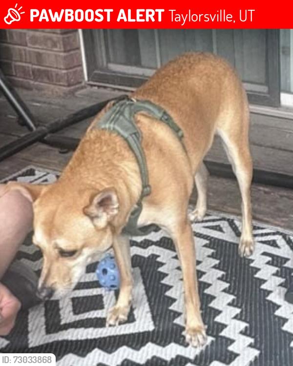 Lost Male Dog last seen Near west 5000 south, Taylorsville, UT 84123