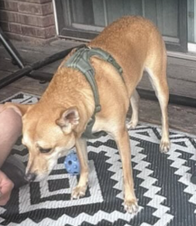 Lost Male Dog last seen Near west 5000 south, Taylorsville, UT 84123