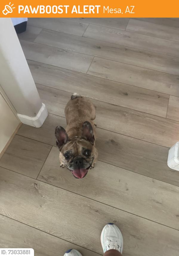 Found/Stray Female Dog last seen 40th street and Adobe, Mesa, AZ 85205