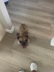 Found/Stray Female Dog last seen 40th street and Adobe, Mesa, AZ 85205