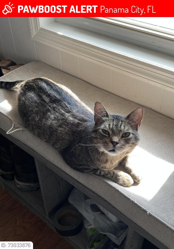 Lost Male Cat last seen Corner of Arrow St and Lance behind the VFW, Panama City, FL 32404