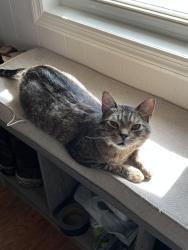 Lost Male Cat last seen Corner of Arrow St and Lance behind the VFW, Panama City, FL 32404