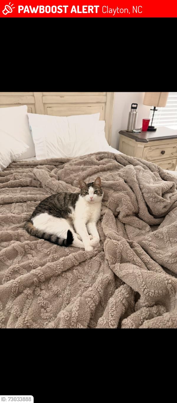 Lost Male Cat last seen copper ridge neighborhood, Clayton, NC 27527