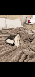 Lost Male Cat last seen copper ridge neighborhood, Clayton, NC 27527