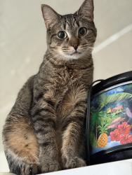 Lost Male Cat last seen 62nd and Quebec , Commerce City, CO 80022