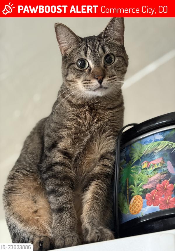 Lost Male Cat last seen 62nd and Quebec , Commerce City, CO 80022