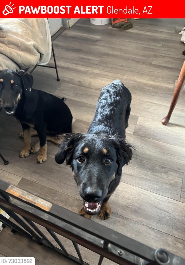 Lost Male Dog last seen 65th Ave and Colter, Glendale, AZ 85301