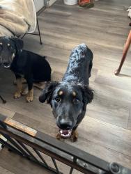 Lost Male Dog last seen 65th Ave and Colter, Glendale, AZ 85301