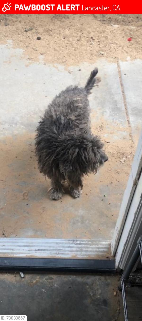 Lost Male Dog last seen Lancaster Blvd across from Discovery Elementary School, Lancaster, CA 93535