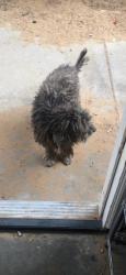 Lost Male Dog last seen Lancaster Blvd across from Discovery Elementary School, Lancaster, CA 93535