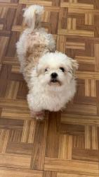 Reunited Female Dog last seen Stark street Wilkes Barre PA, Wilkes-Barre, PA 18702
