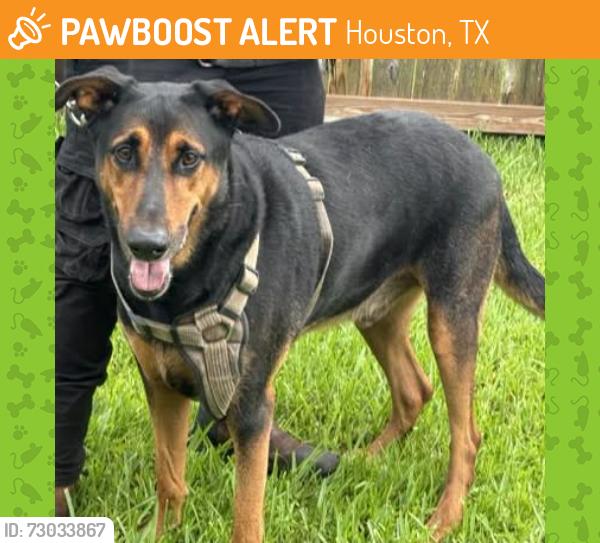 Found/Stray Male Dog last seen Grant Rd - Shell Gas Station, Houston, TX 77429