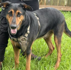 Found/Stray Male Dog last seen Grant Rd - Shell Gas Station, Houston, TX 77429