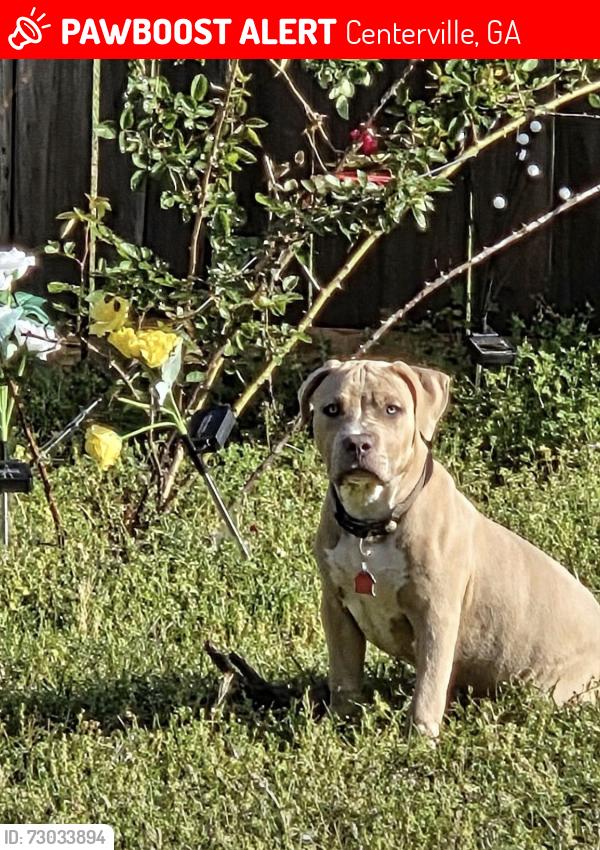Lost Male Dog last seen Back cedar ln, Centerville, GA 31008