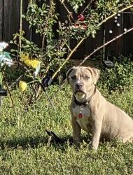 Lost Male Dog last seen Back cedar ln, Centerville, GA 31008