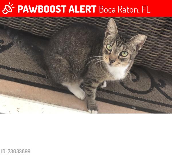 Lost Female Cat last seen Bayou ln, Boca Raton, FL 33498