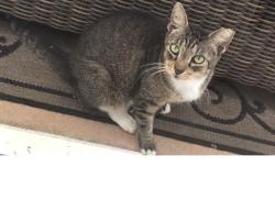 Lost Female Cat last seen Bayou ln, Boca Raton, FL 33498