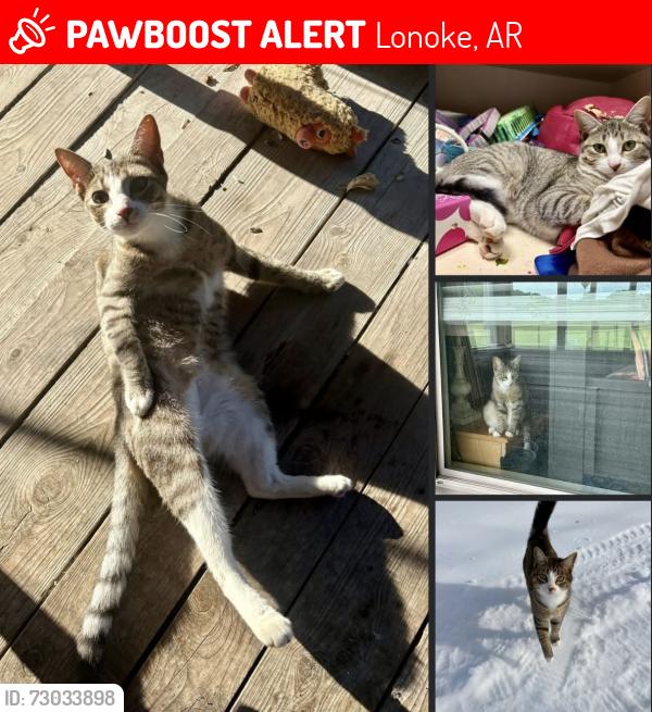 Lost Female Cat last seen Arkansas waterfowl association, Lonoke, AR 72086