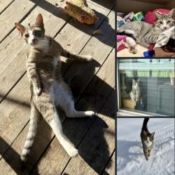Lost Female Cat last seen Arkansas waterfowl association, Lonoke, AR 72086