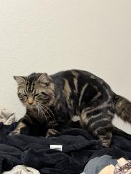 Lost Male Cat last seen Adler Dr & Wincrest Dr, Wylie, TX 75098