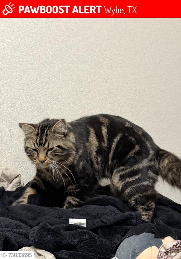Lost Male Cat last seen Adler Dr & Wincrest Dr, Wylie, TX 75098