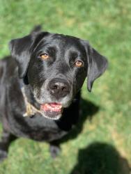 Lost Female Dog last seen Morpheus and Ceres, Sacramento, CA 95864