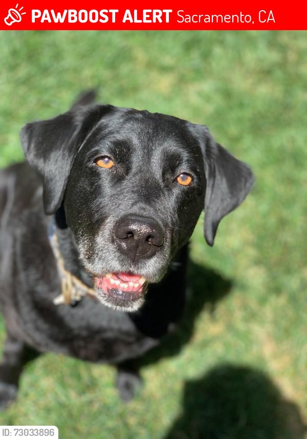 Lost Female Dog last seen Morpheus and Ceres, Sacramento, CA 95864
