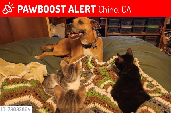 Lost Female Dog last seen Walnut and Ramona, Chino, CA 91710