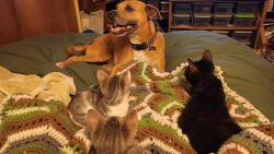 Lost Female Dog last seen Walnut and Ramona, Chino, CA 91710
