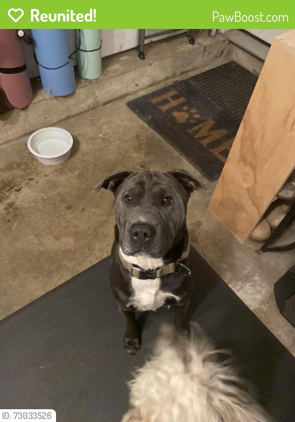 Reunited Female Dog last seen Craigwood Drive, Charlotte, NC 28215