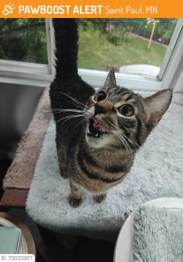 Found/Stray Female Cat last seen Timber park maplewood, Saint Paul, MN 55109