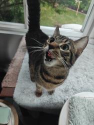 Found/Stray Female Cat last seen Timber park maplewood, Saint Paul, MN 55109