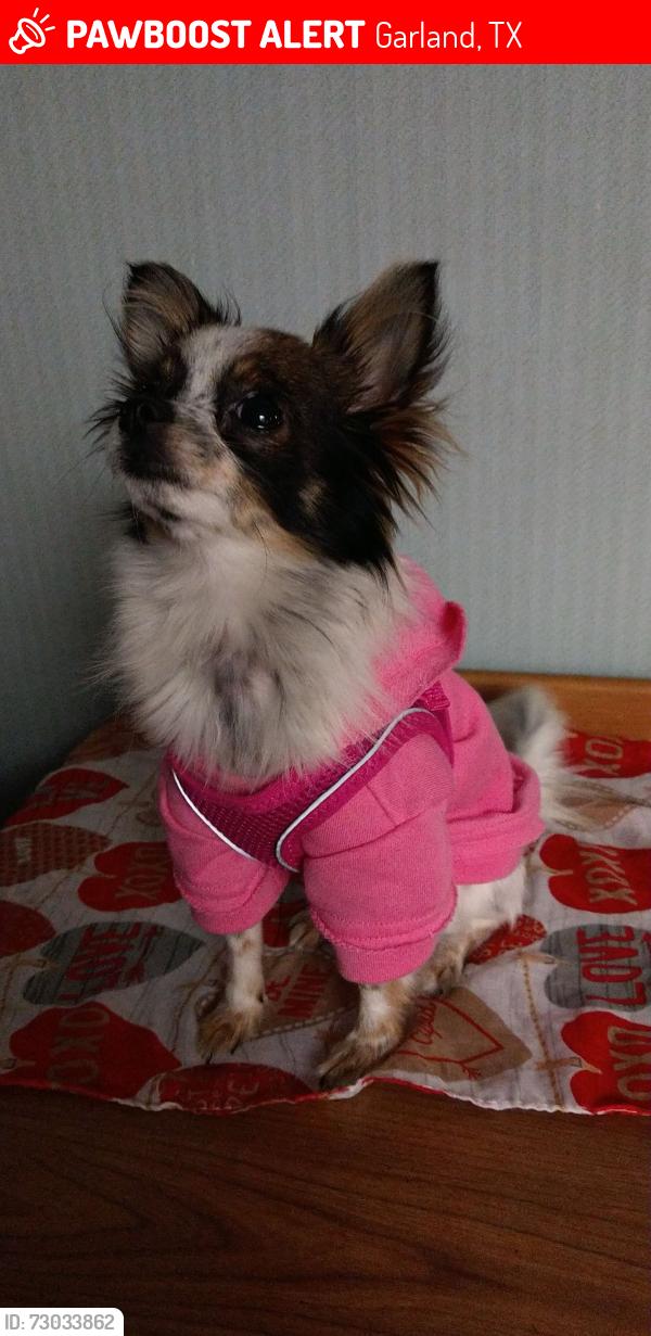 Lost Female Dog last seen Melrise street garland Texas, Garland, TX 75040