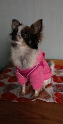 Lost Female Dog last seen Melrise street garland Texas, Garland, TX 75040